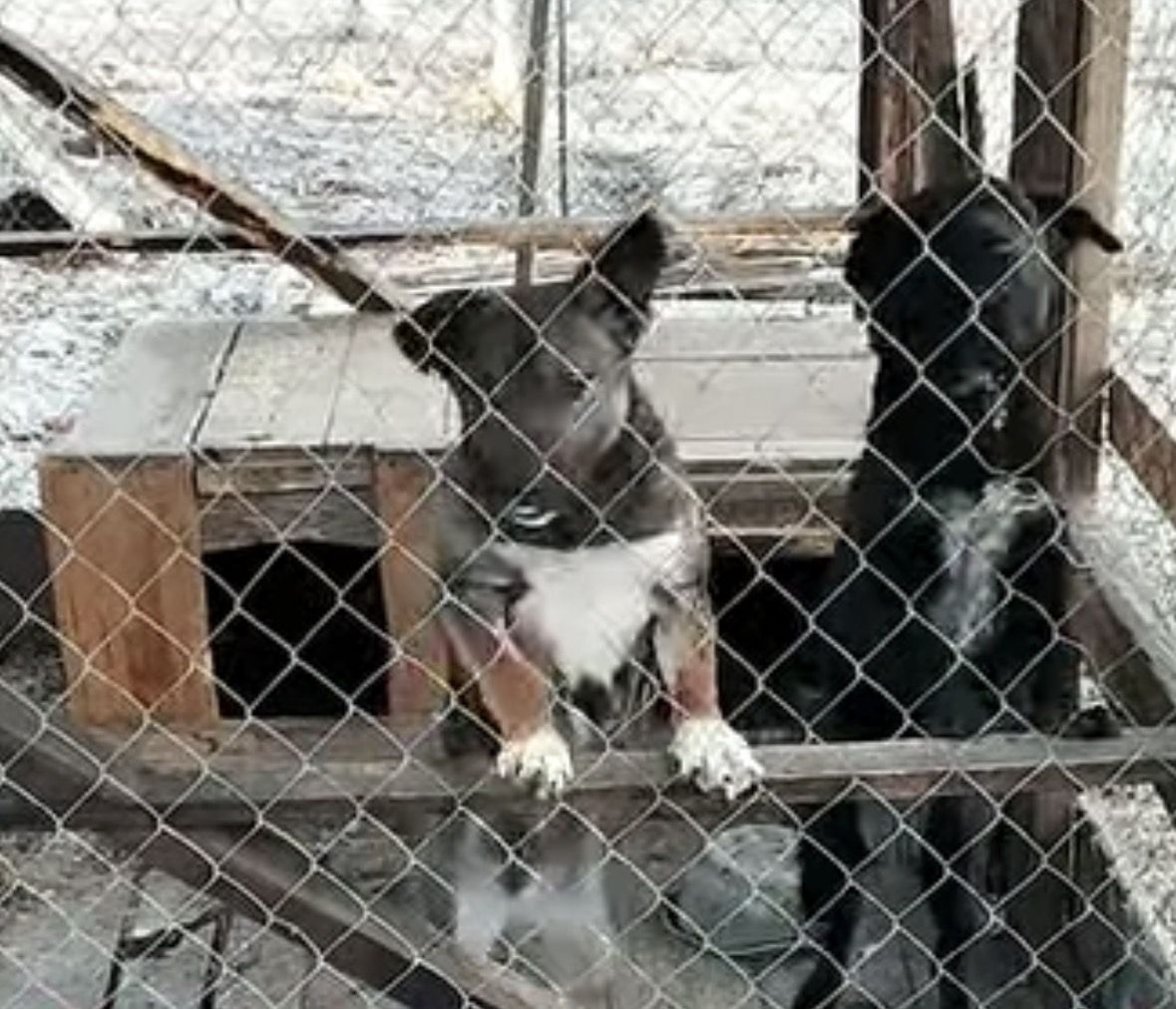 В пошуках сімʼї та дому: добірка чотирилапих у Коломиї 2