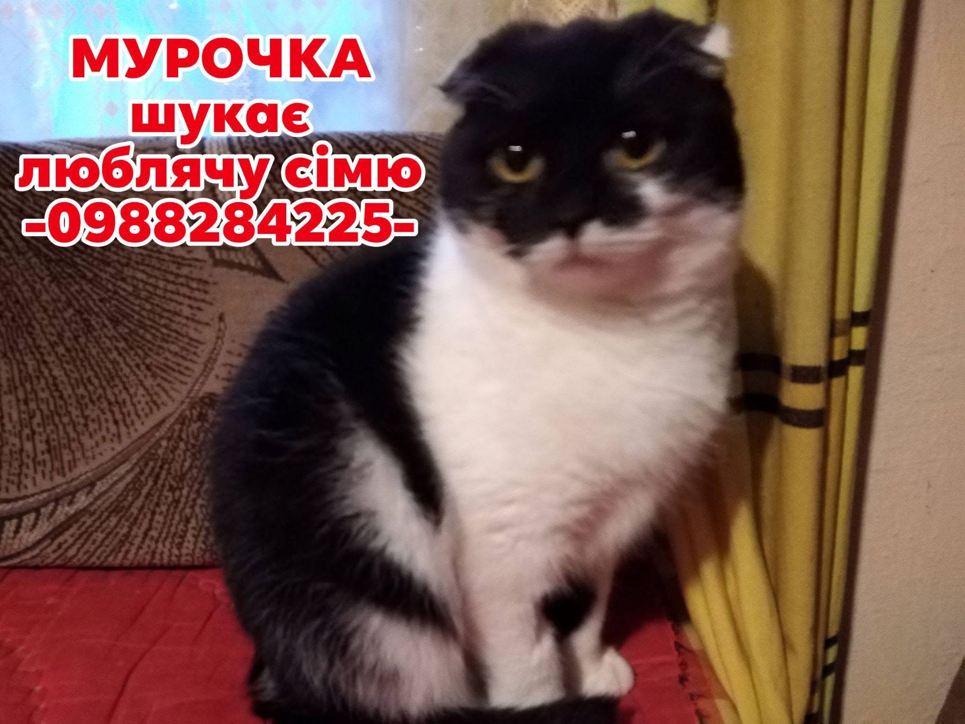 В пошуках сімʼї та дому: добірка чотирилапих у Коломиї 1