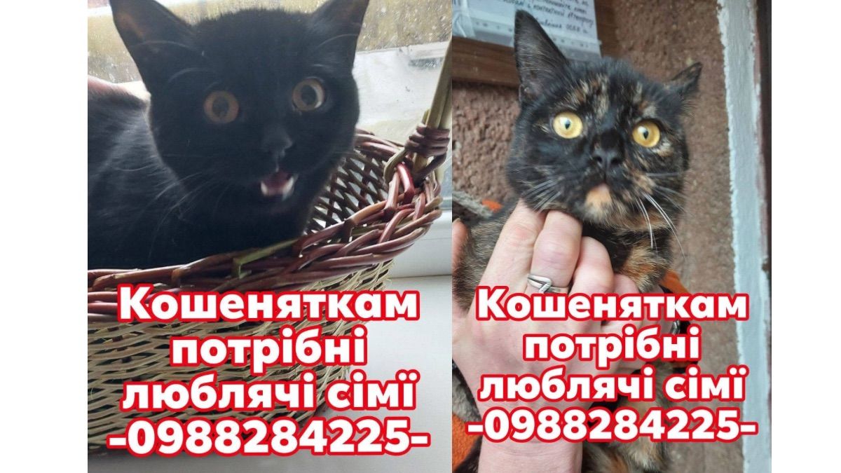 В пошуках сімʼї та дому: добірка чотирилапих у Коломиї 3