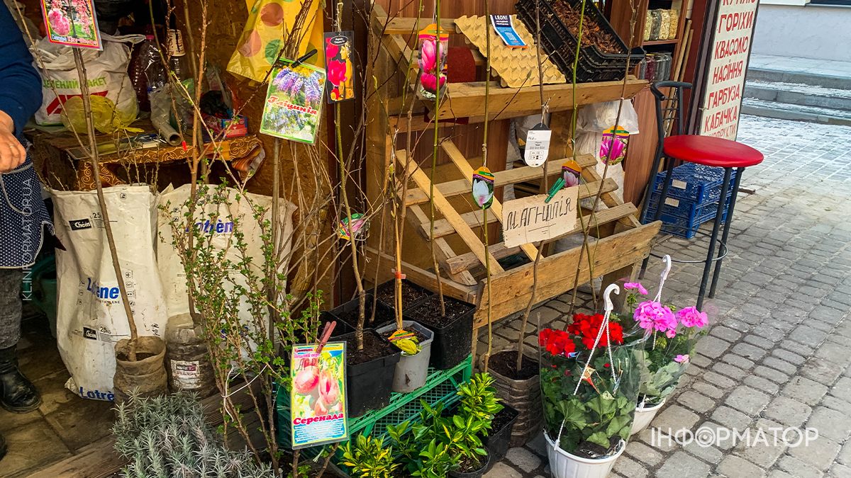 Які ціни на саджанці у Коломиї: скільки доведеться заплатити за дерева 6