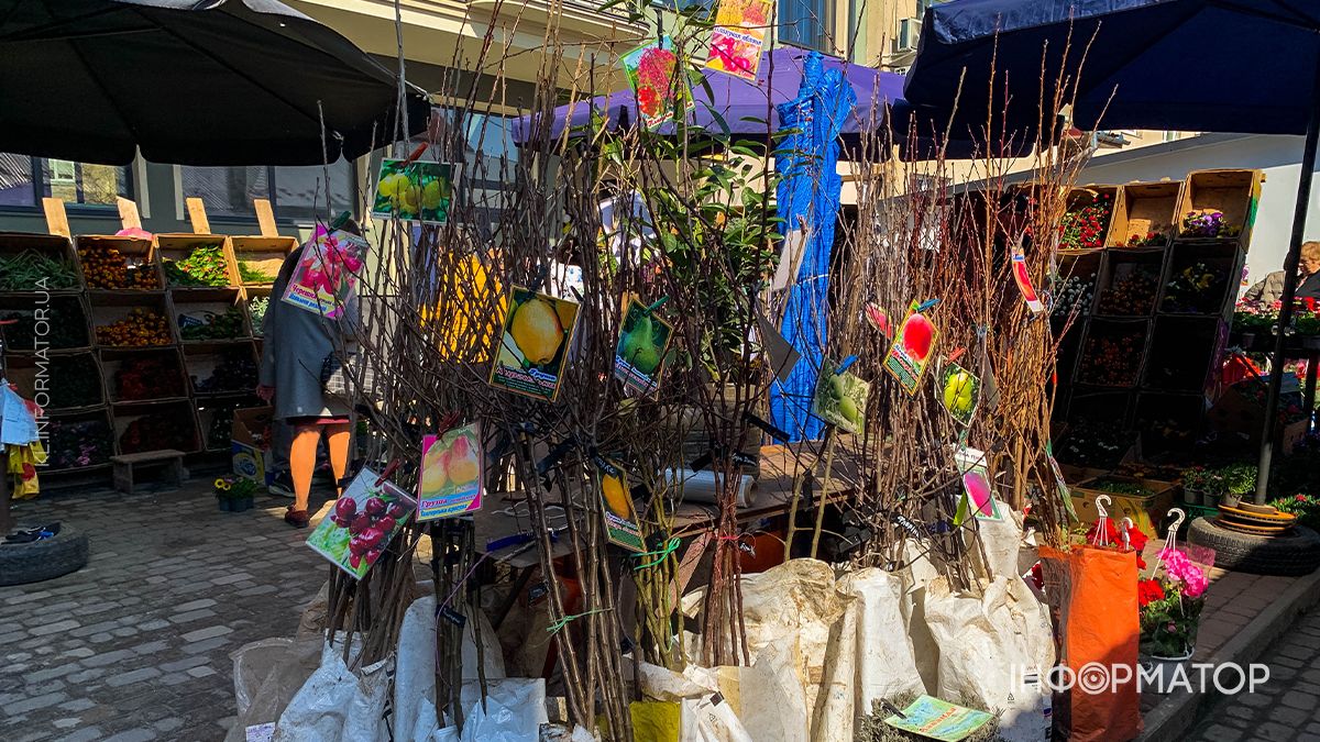 Які ціни на саджанці у Коломиї: скільки доведеться заплатити за дерева 1