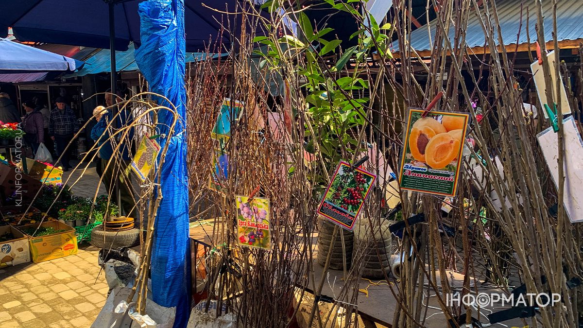 Які ціни на саджанці у Коломиї: скільки доведеться заплатити за дерева 2