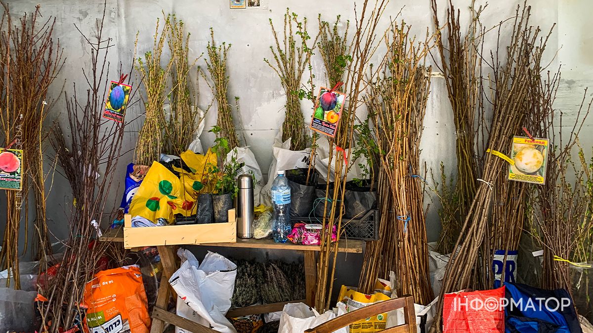 Які ціни на саджанці у Коломиї: скільки доведеться заплатити за дерева 3