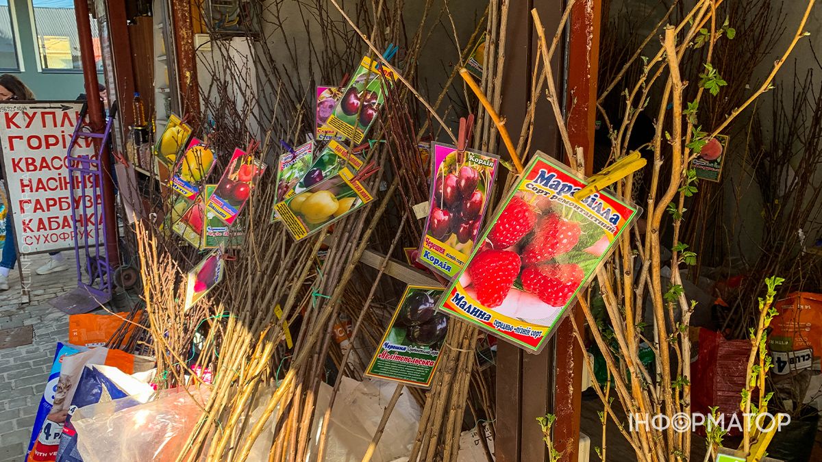 Які ціни на саджанці у Коломиї: скільки доведеться заплатити за дерева 7