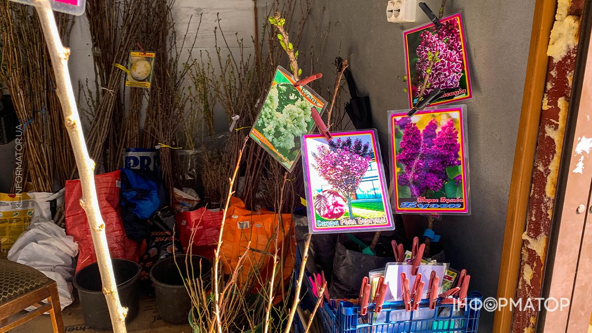 Які ціни на саджанці у Коломиї: скільки доведеться заплатити за дерева 5