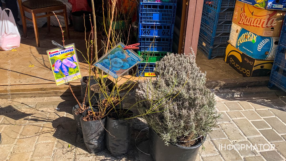 Які ціни на саджанці у Коломиї: скільки доведеться заплатити за дерева 8