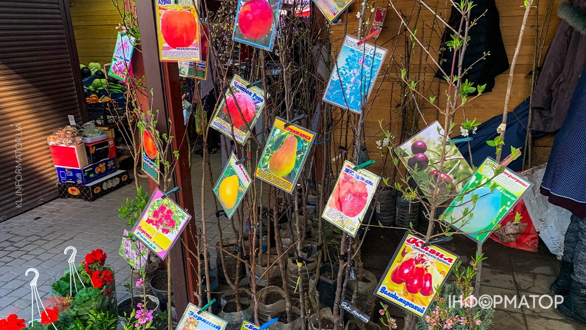 Які ціни на саджанці у Коломиї: скільки доведеться заплатити за дерева