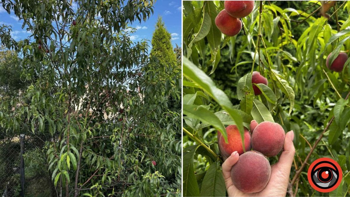 дерева персик
