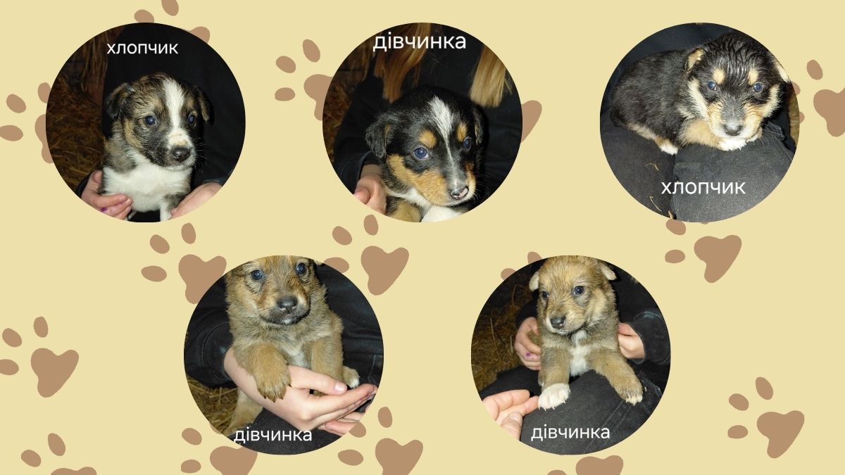 Чотирилапі з Коломиї мріють про люблячу сім’ю та теплий дім 5