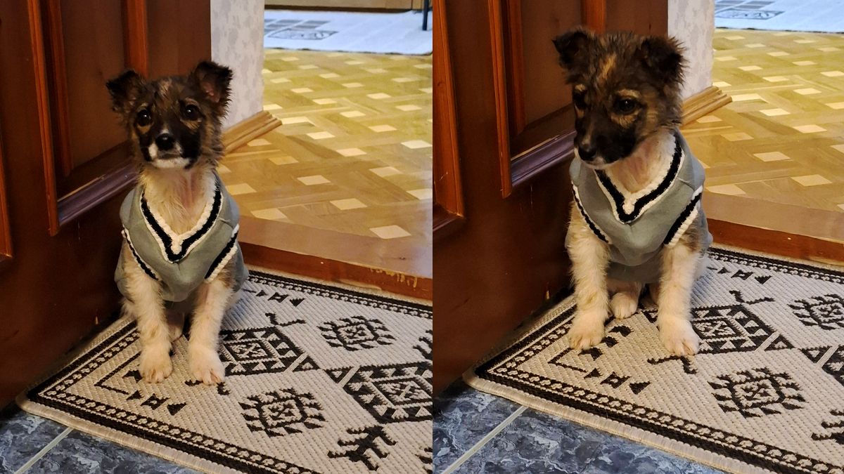 Чотирилапі з Коломиї мріють про люблячу сім’ю та теплий дім 4