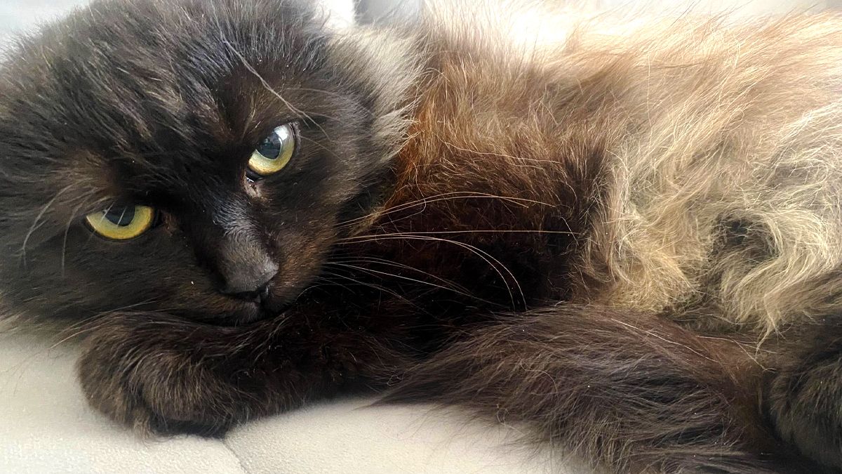 Чотирилапі з Коломиї мріють про люблячу сім’ю та теплий дім 3