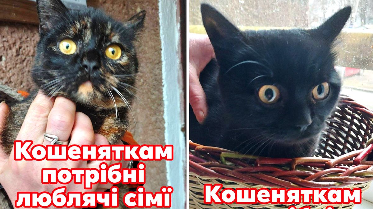 Чотирилапі з Коломиї мріють про люблячу сім’ю та теплий дім 2