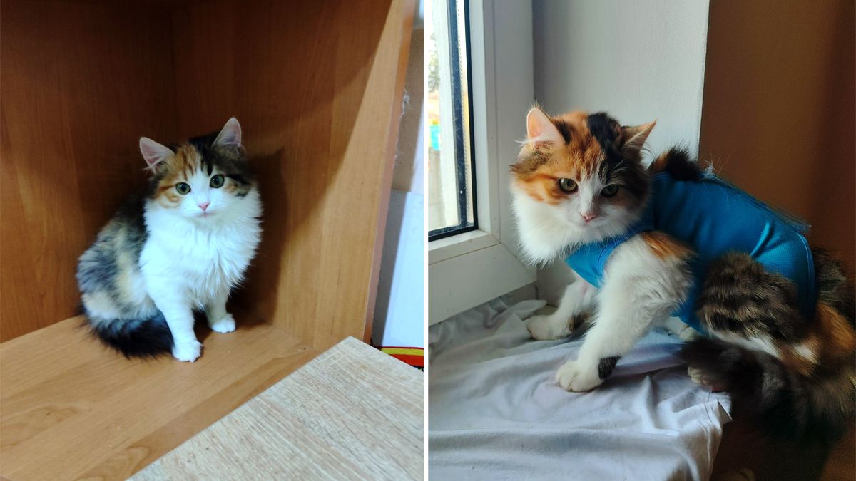 Чотирилапі з Коломиї мріють про люблячу сім’ю та теплий дім 1