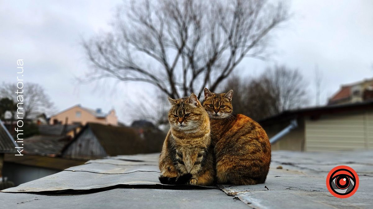 пухнастики коломия