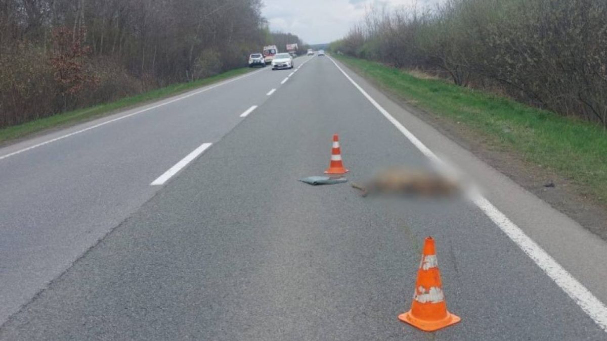 Вистрибнула козуля: смертельна ДТП сталася на обʼїзній дорозі біля Коломиї 2