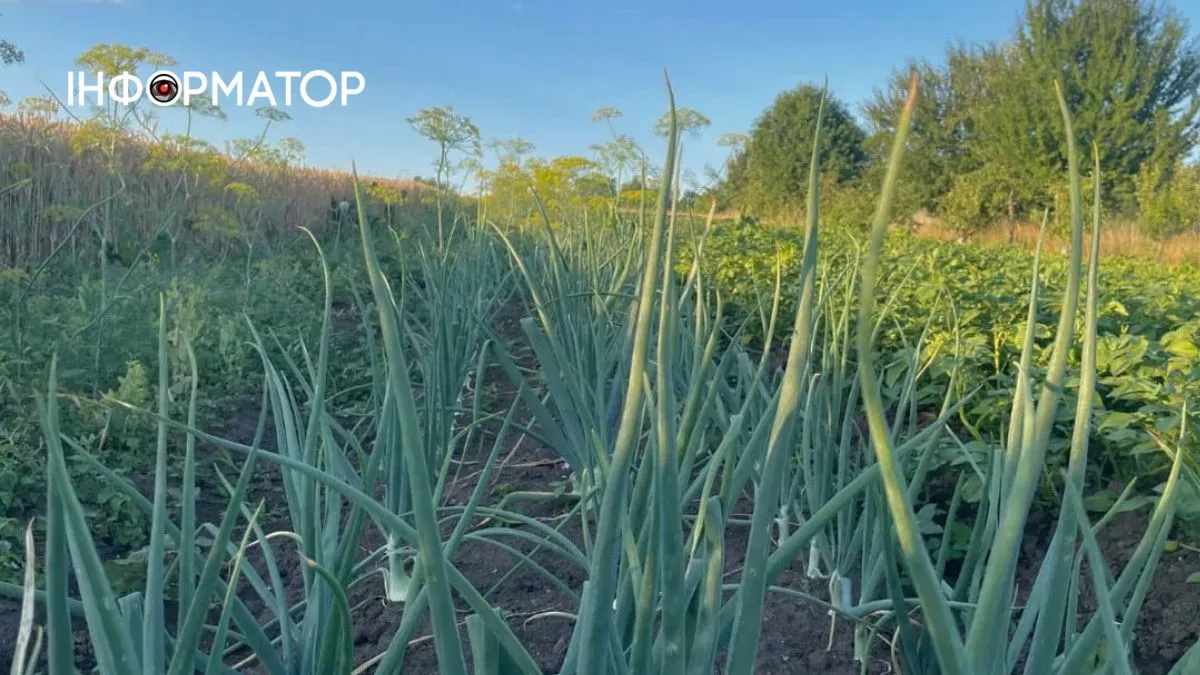 Садити чи зачекати: чи гріх працювати на городі у Світлий тиждень після Великодня?