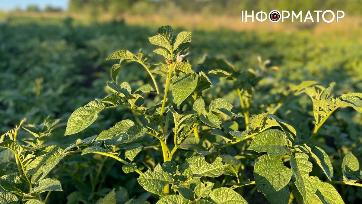 Де краще садити картоплю, щоб отримати щедрий врожай: правило сівозміни