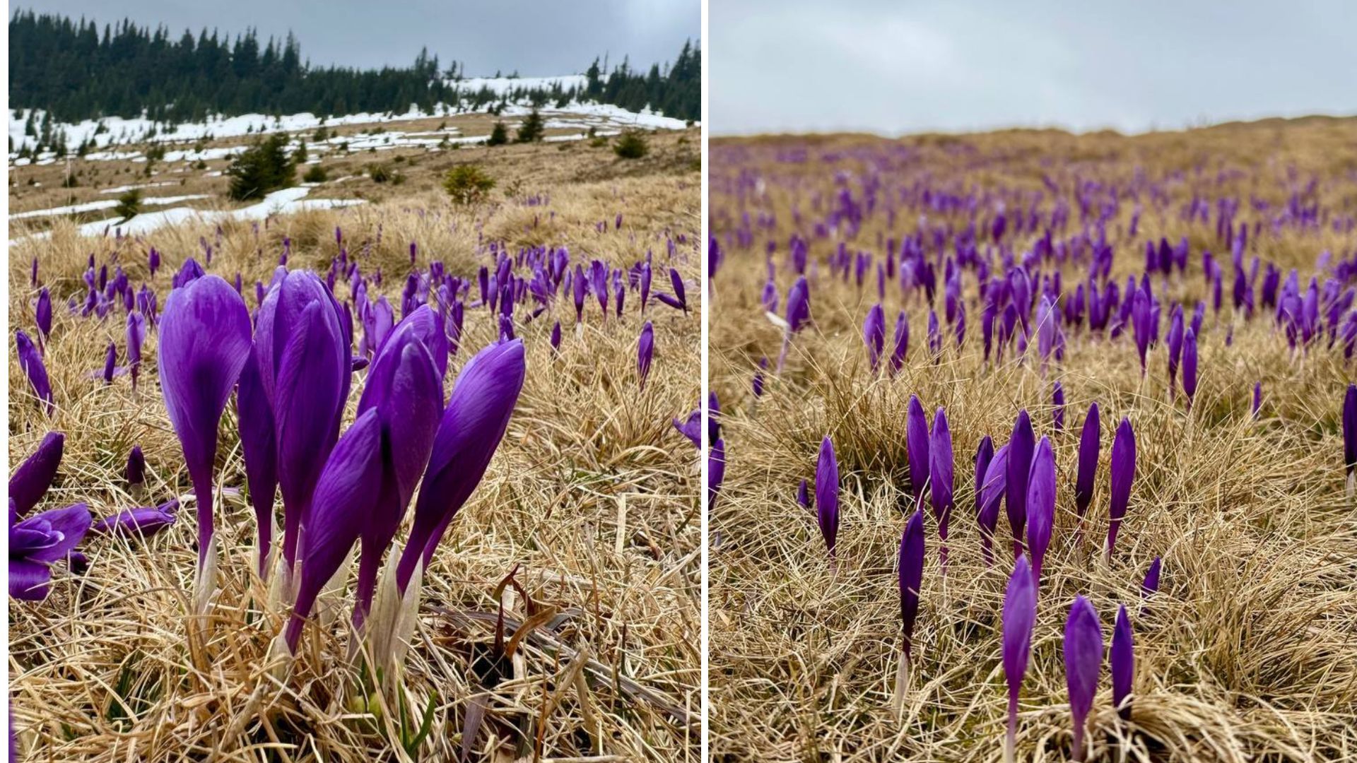 Фіолетове на білому: як крокуси відвойовують схили у карпатської зими 1