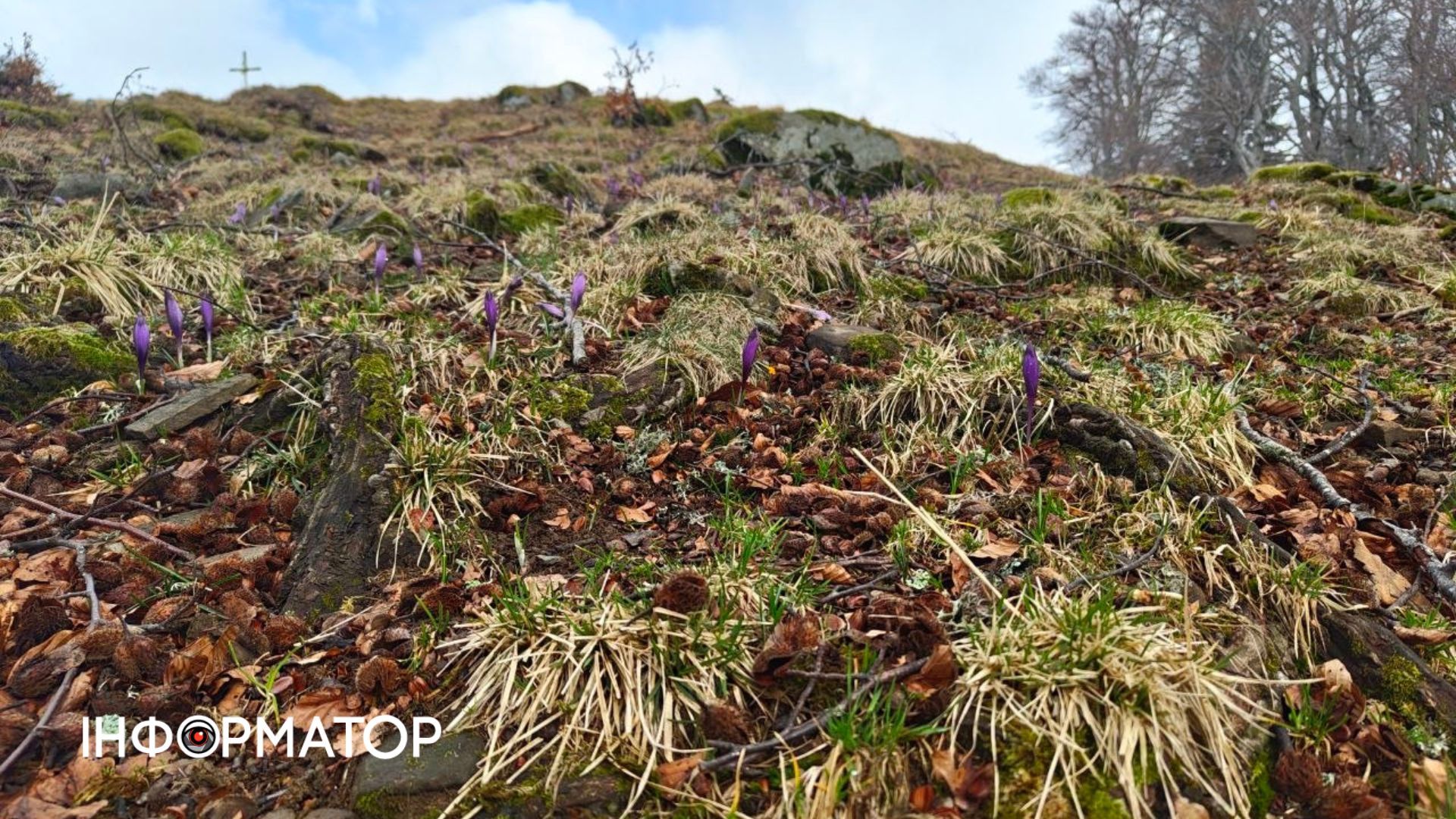 Фіолетове на білому: як крокуси відвойовують схили у карпатської зими 3