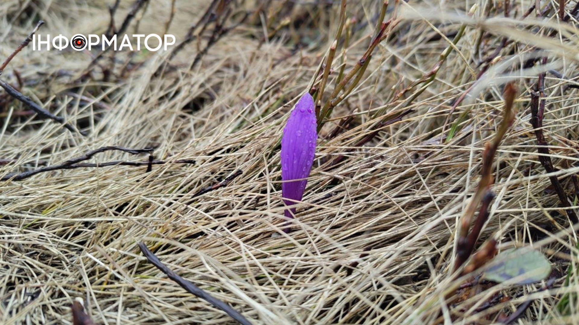 Фіолетове на білому: як крокуси відвойовують схили у карпатської зими 7