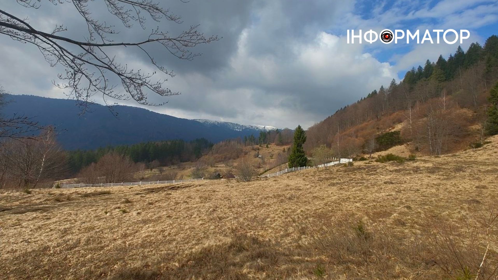 Фіолетове на білому: як крокуси відвойовують схили у карпатської зими 6