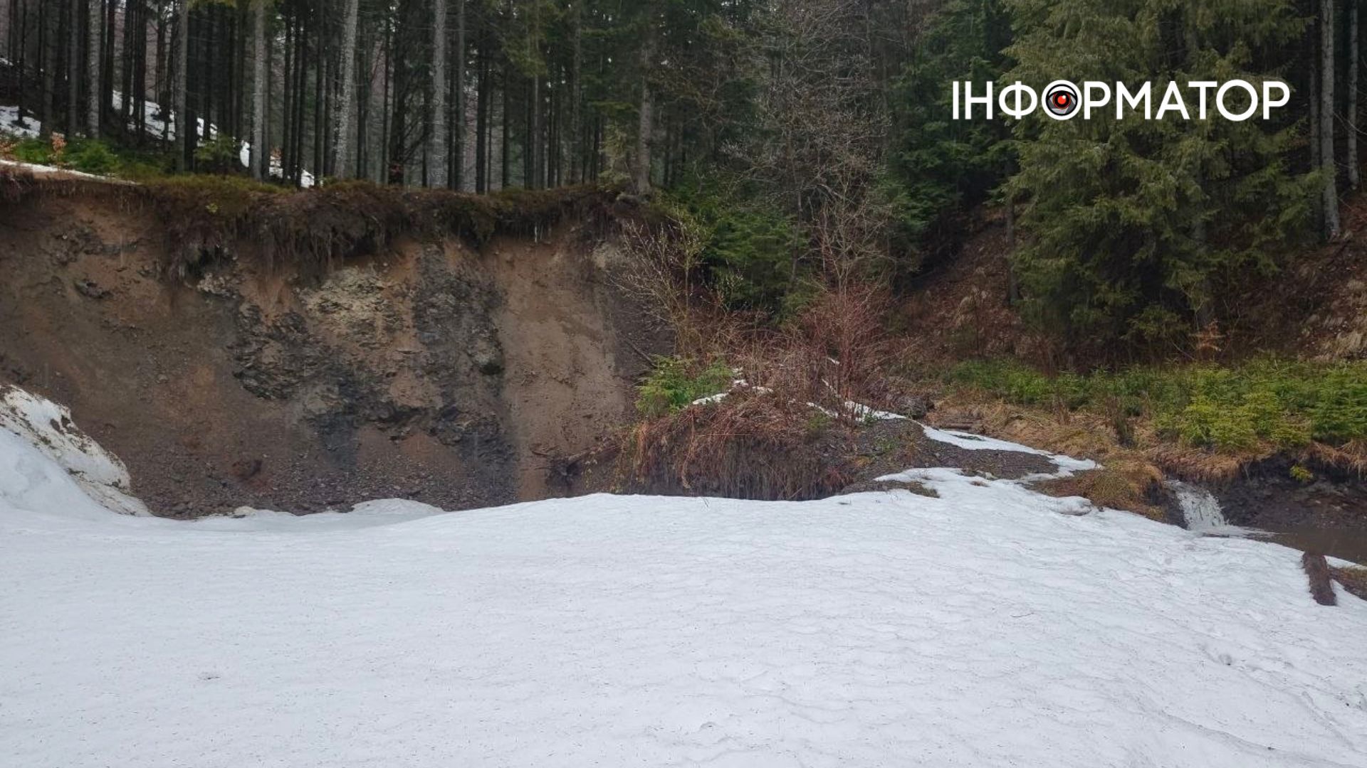 Фіолетове на білому: як крокуси відвойовують схили у карпатської зими 5