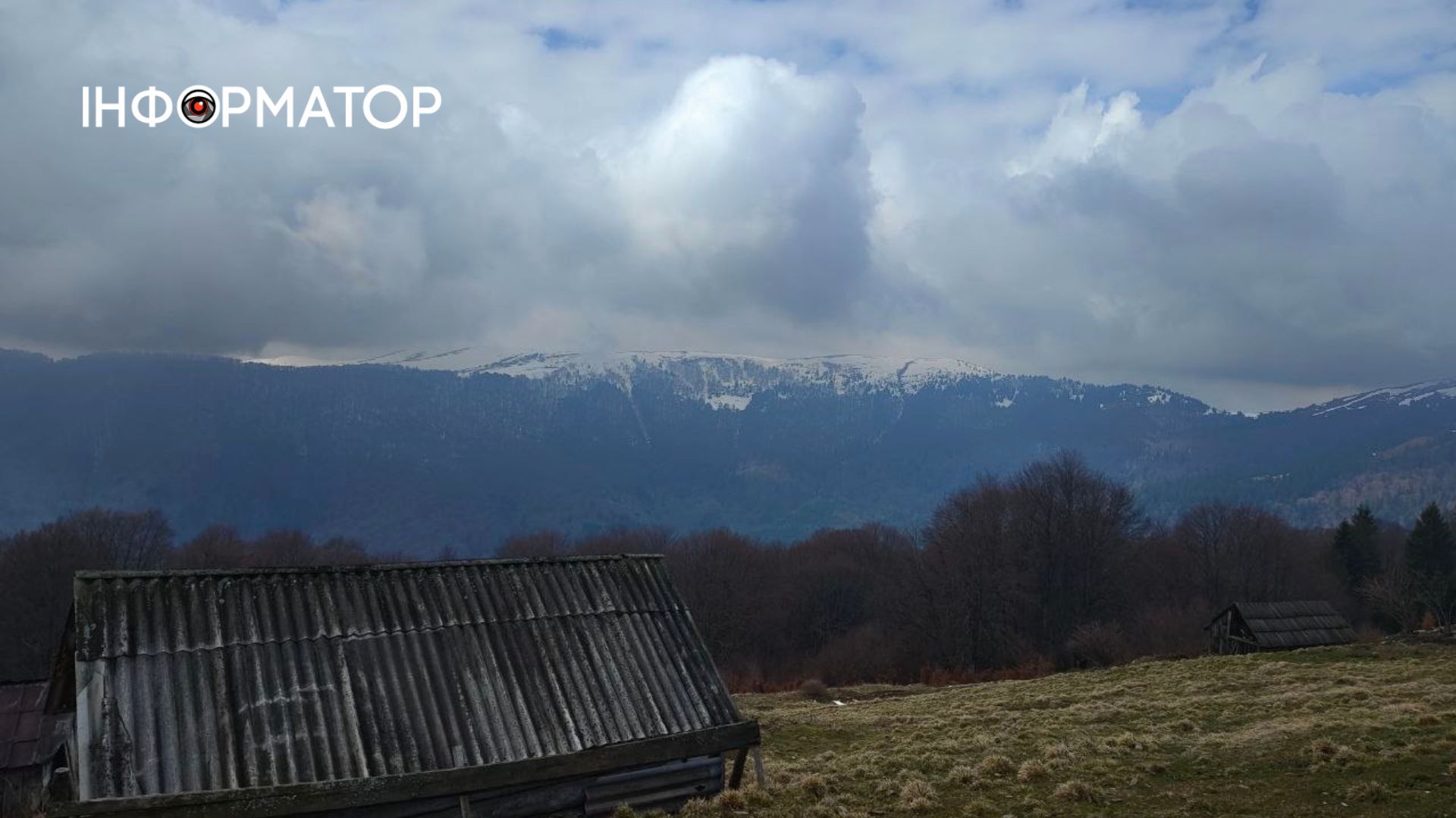 Фіолетове на білому: як крокуси відвойовують схили у карпатської зими 2
