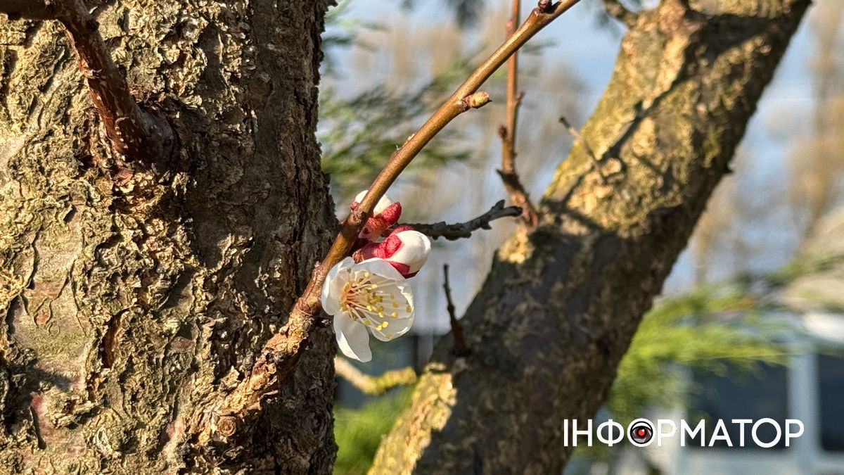 Погода у Коломиї 14 квітня