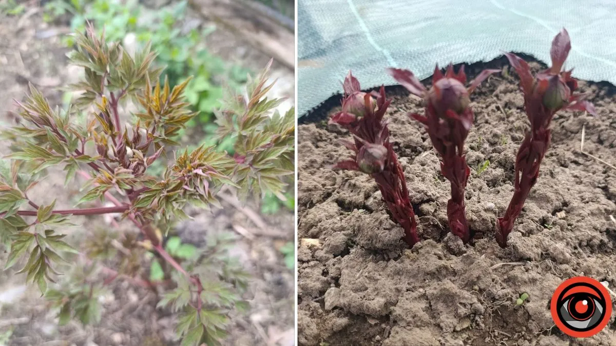 Розкішні півонії без хімії: секрети догляду від квітникарки