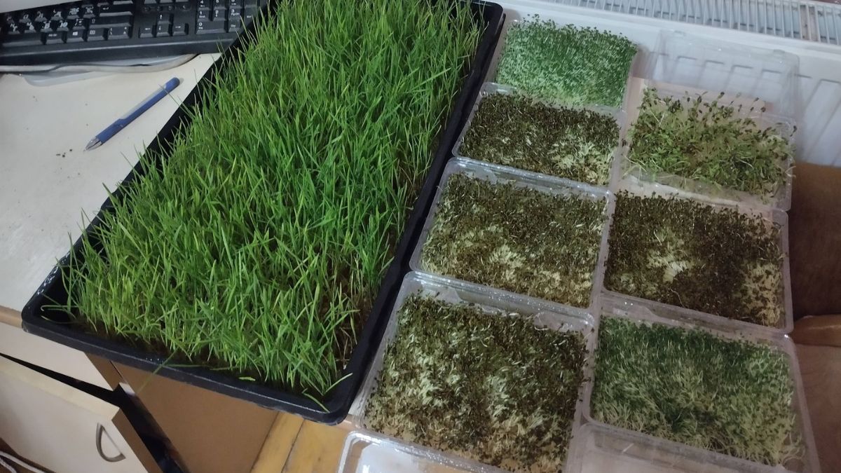 Від маминої цибулі на підвіконні, до цілої домашньої ферми: як прикарпатець вирощує мікрозелень