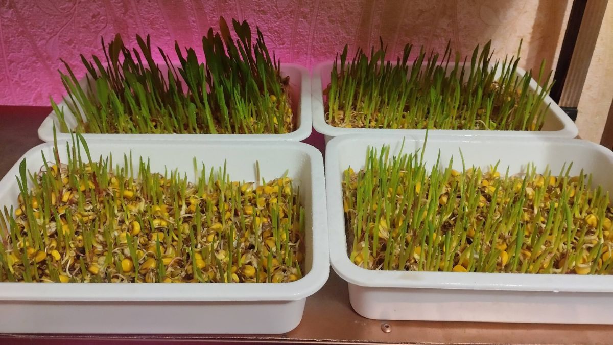 Від маминої цибулі на підвіконні до власної домашньої міні-ферми: як прикарпатець вирощує мікрозелень 3