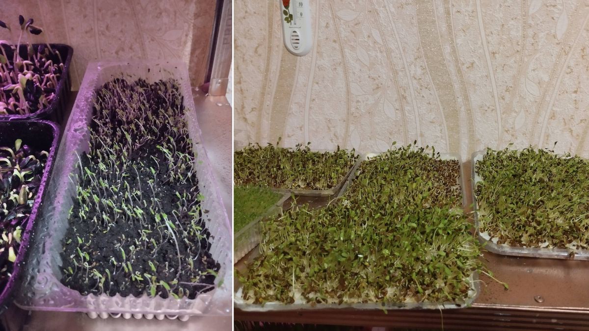 Від маминої цибулі на підвіконні до власної домашньої міні-ферми: як прикарпатець вирощує мікрозелень 1