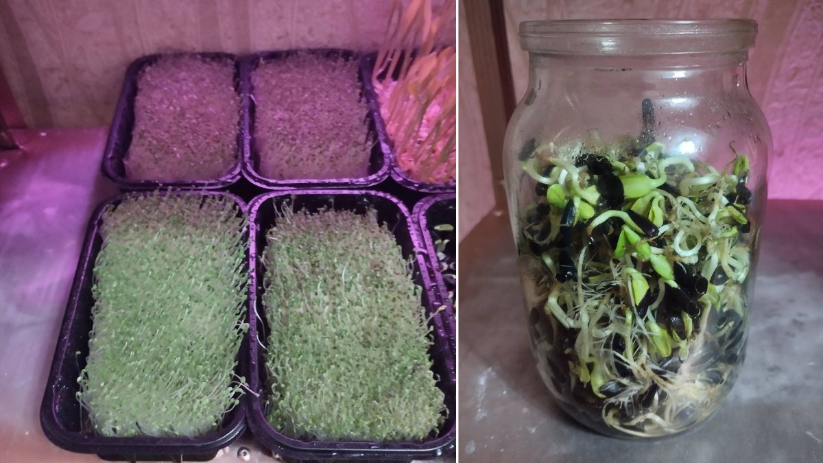 Від маминої цибулі на підвіконні до власної домашньої міні-ферми: як прикарпатець вирощує мікрозелень 2