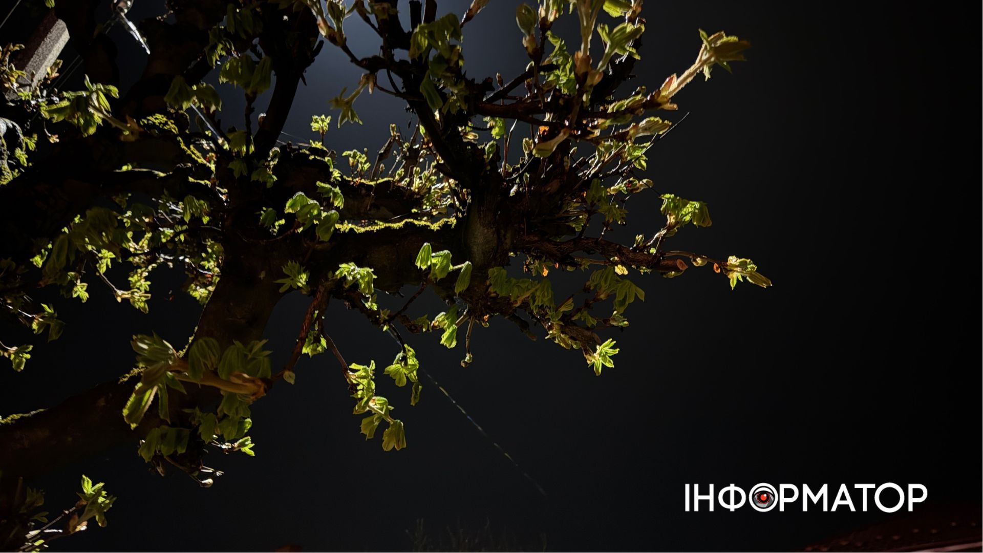 Затишок сутінків та світло ліхтарів: фоторепортаж вечірньої Коломиї 7