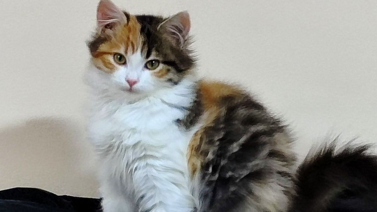 Коломийські хвостики в пошуку родини 1