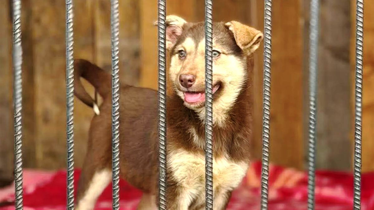 Коломийські хвостики в пошуку родини 2