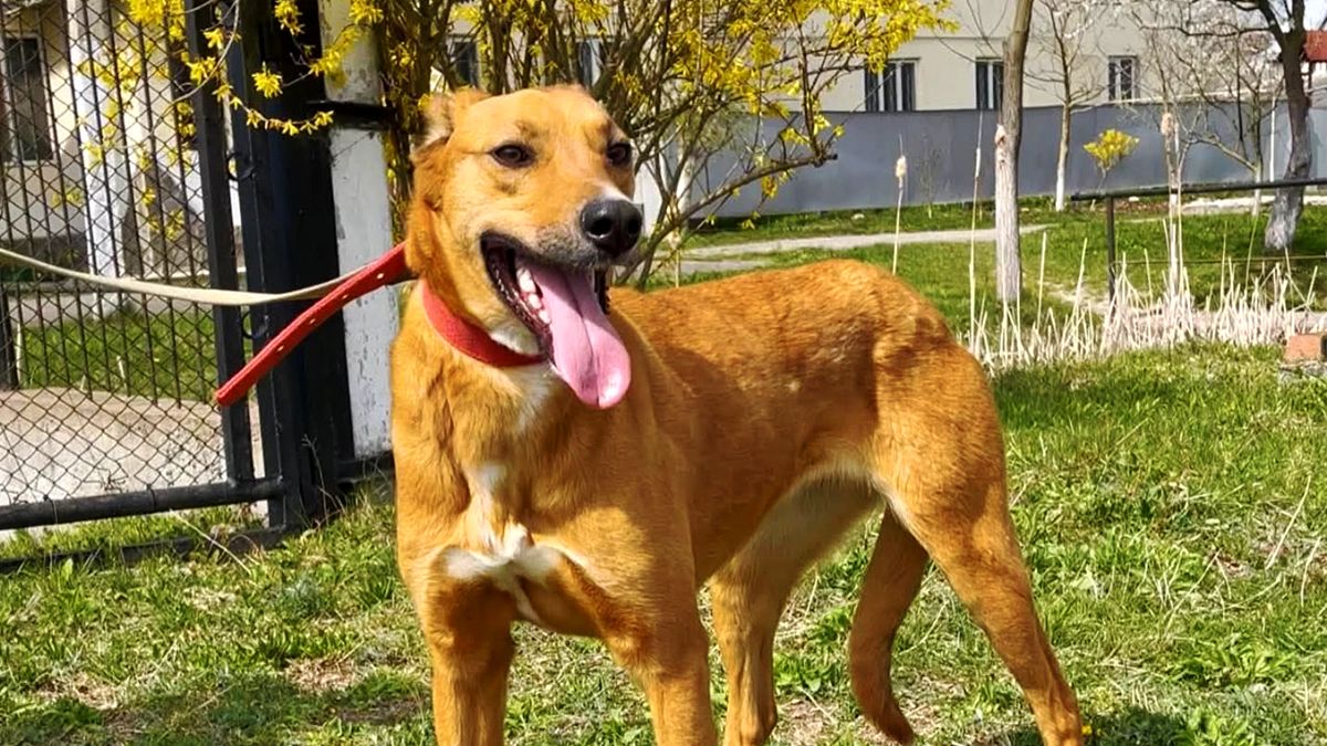 Коломийські хвостики в пошуку родини 3