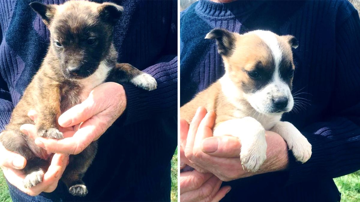 Коломийські хвостики в пошуку родини 4