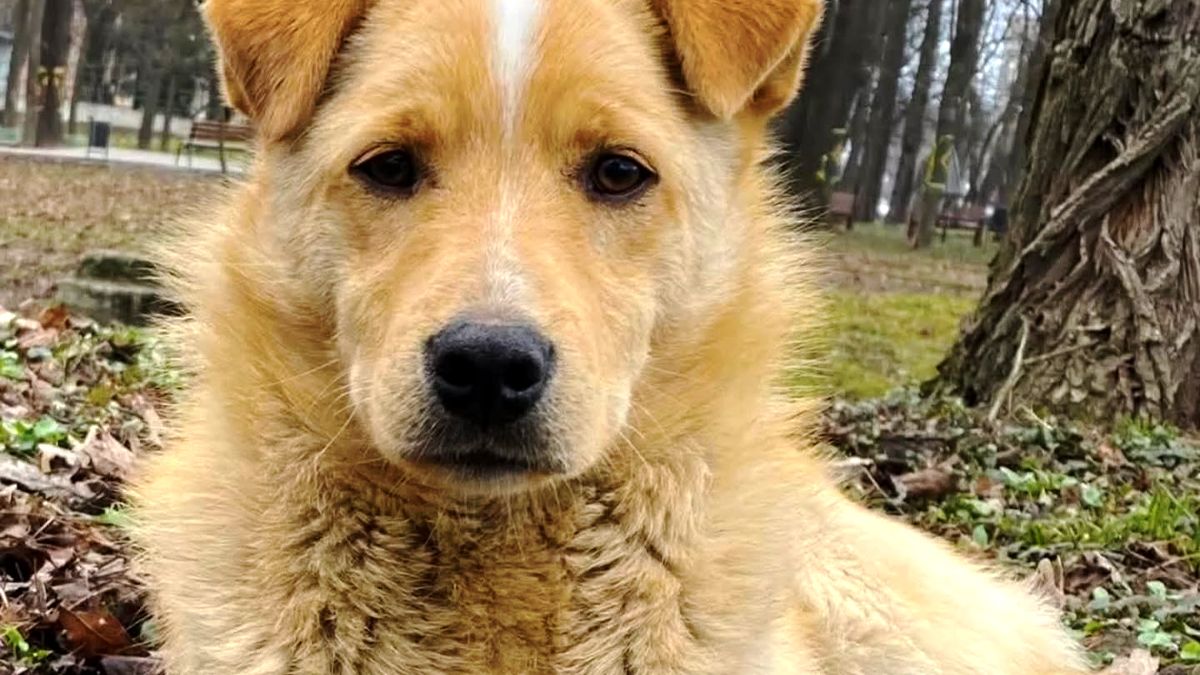 Коломийські хвостики в пошуку родини 5