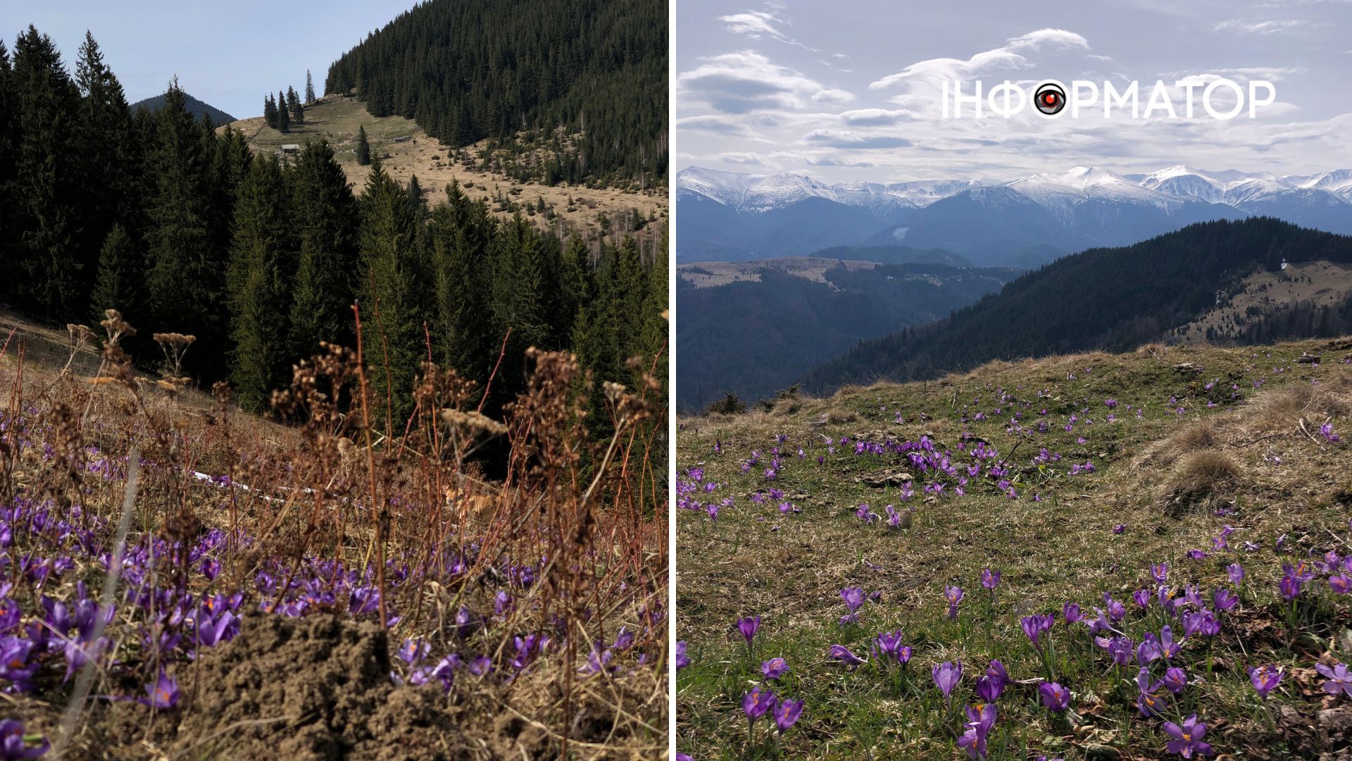 Весна прийшла на полонини, та не дісталася вершин: фоторепортаж з Карпат 2