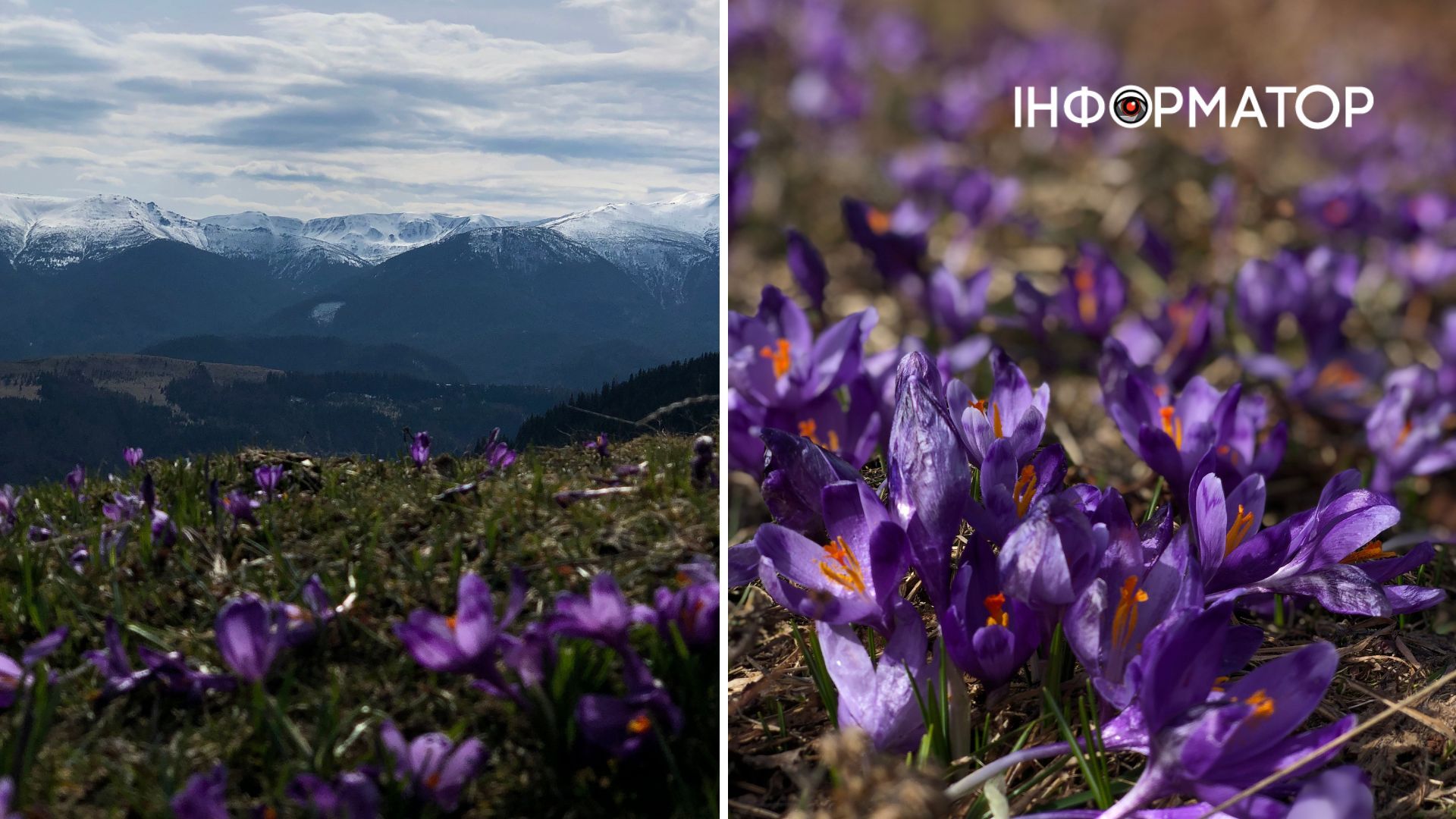 Весна прийшла на полонини, та не дісталася вершин: фоторепортаж з Карпат 4