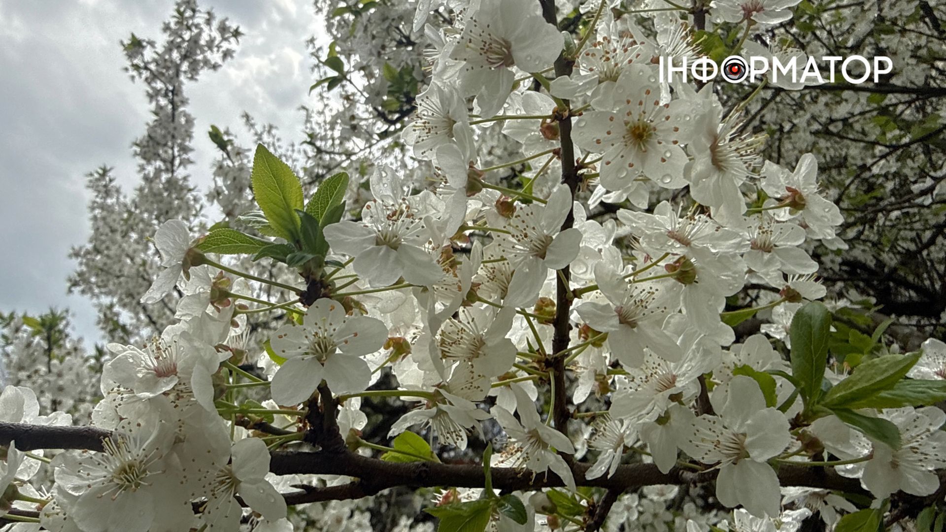 Прогноз погоди в Коломиї на 19 квітня
