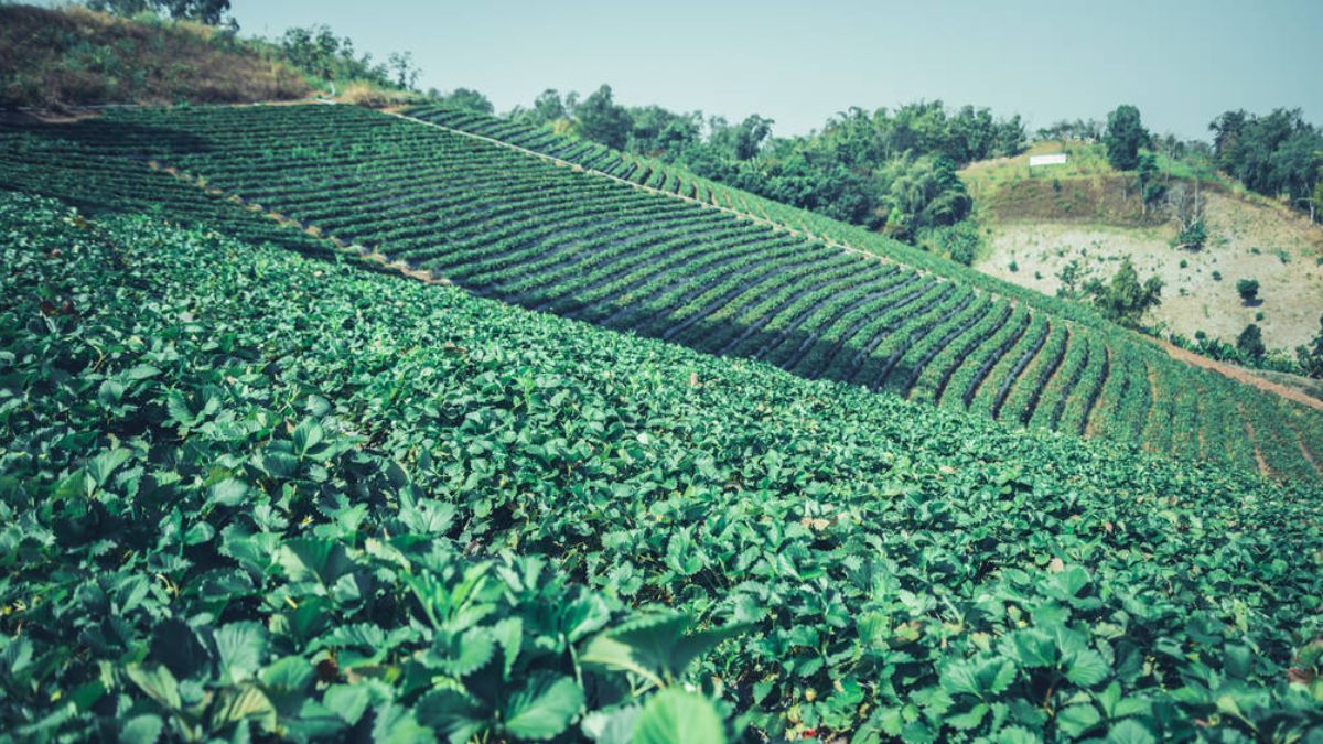 Календар городника на тиждень: що сіяти та які роботи провести 20–26 квітня