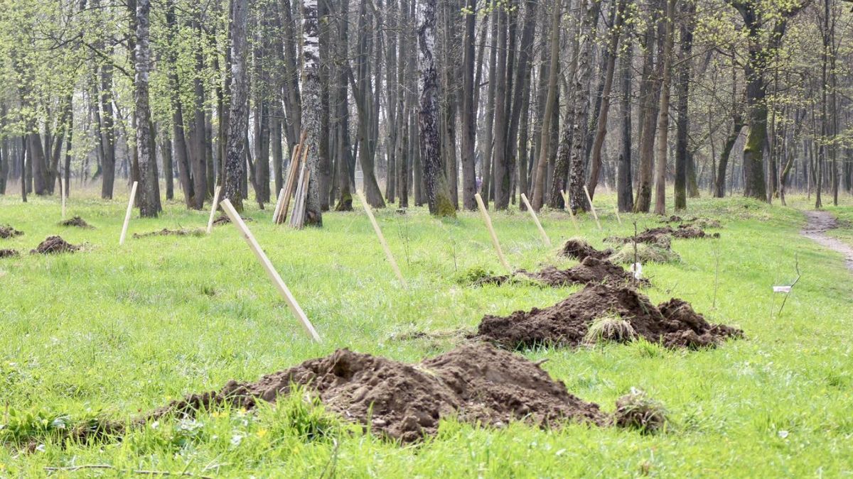 висадили дерева