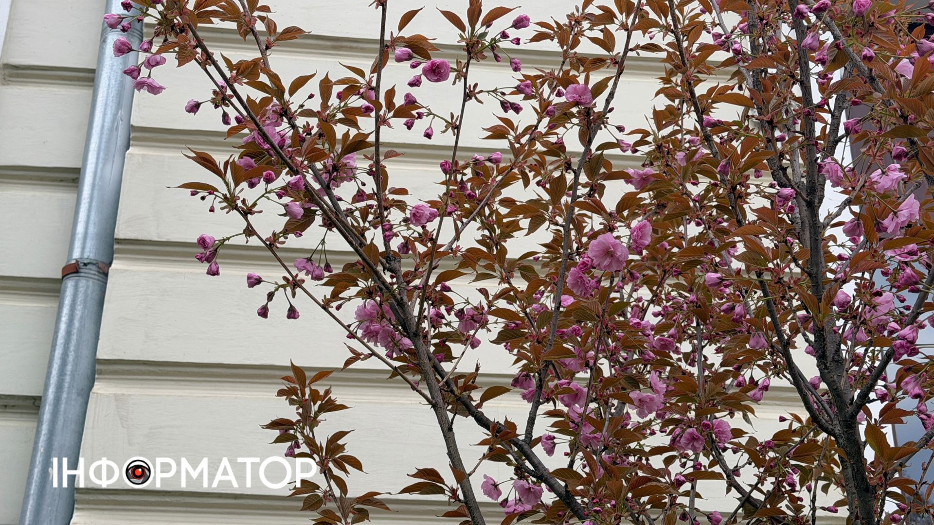 Сакури зацвіли в Коломиї | ФОТО 2