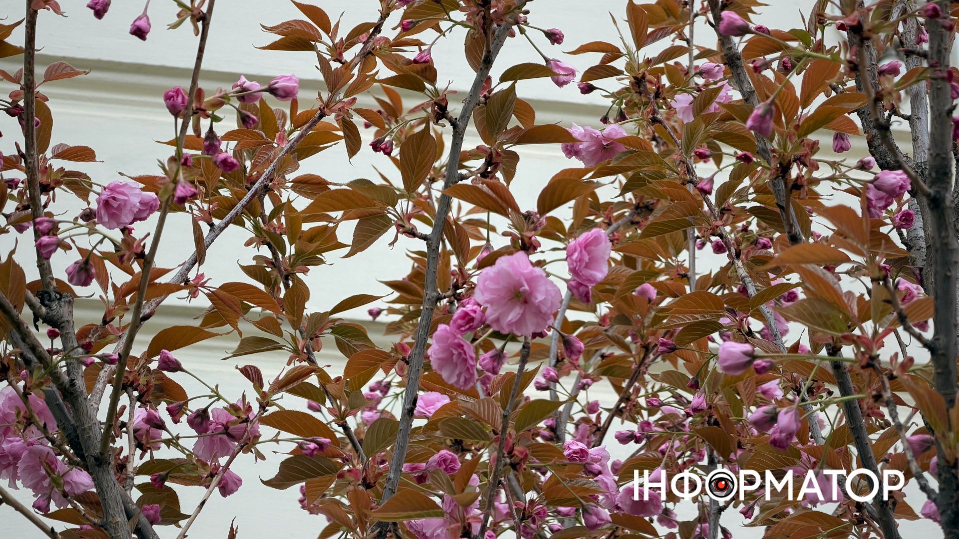 Сакури зацвіли в Коломиї | ФОТО 1