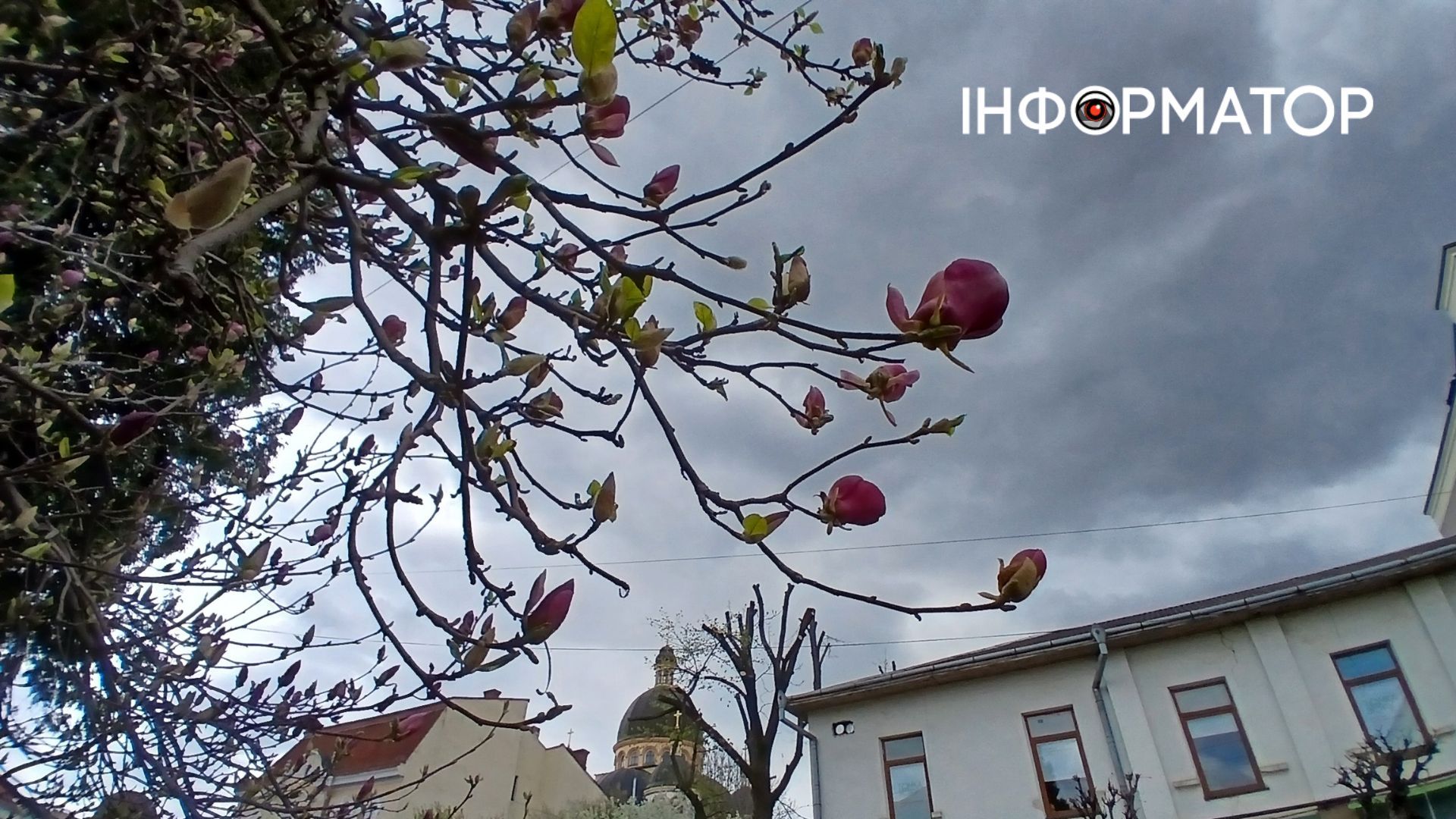 Сакури і магнолія зацвіли в Коломиї | ФОТО 3