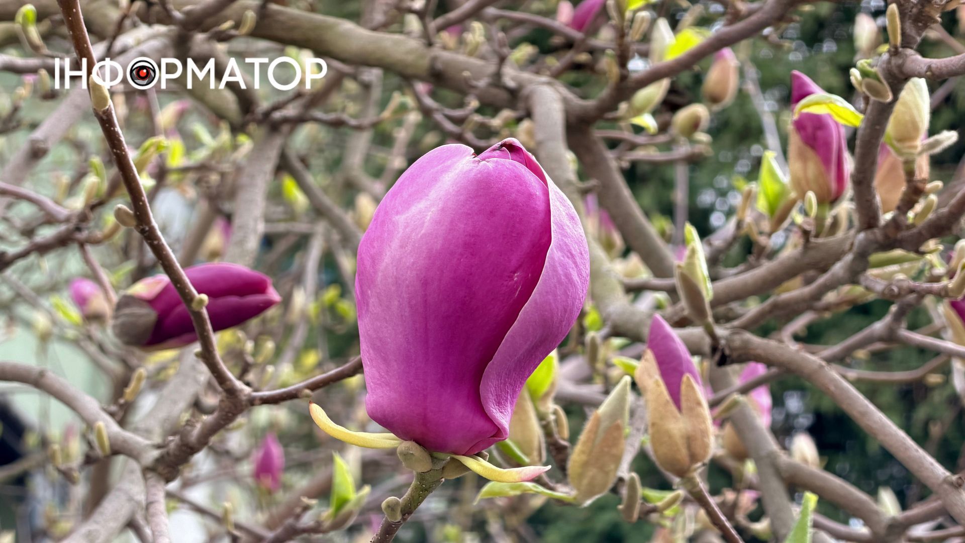 Сакури і магнолія зацвіли в Коломиї | ФОТО 4