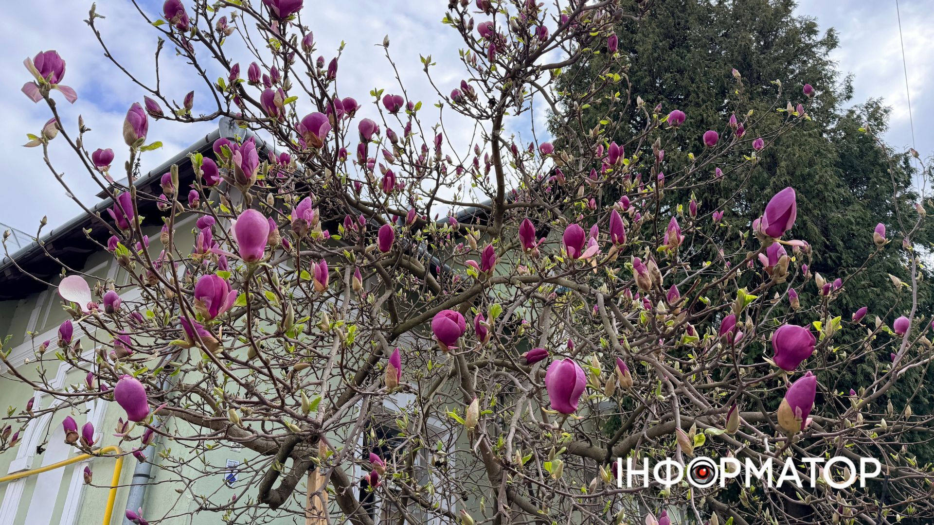 Сакури і магнолія зацвіли в Коломиї | ФОТО 8