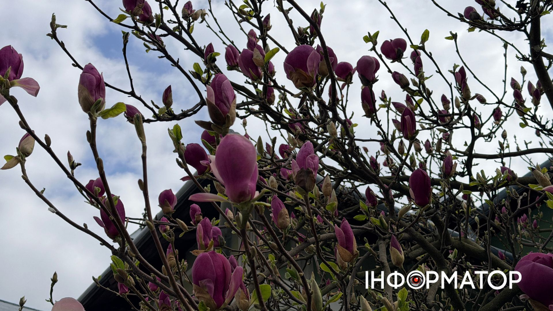 Сакури і магнолія зацвіли в Коломиї | ФОТО 7